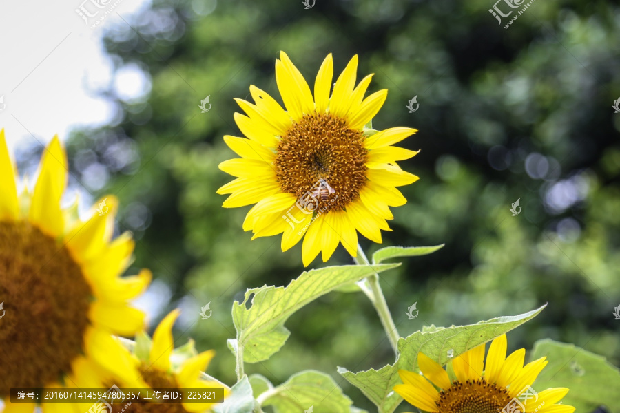 蜜蜂与向日葵