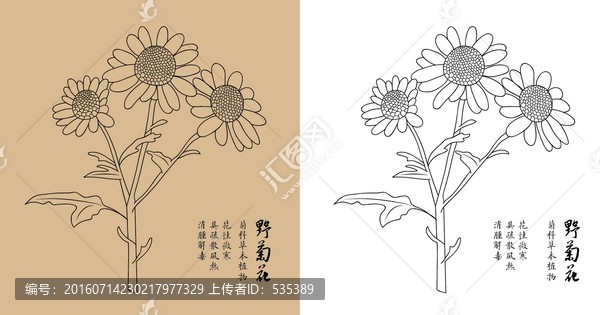 野菊花白描