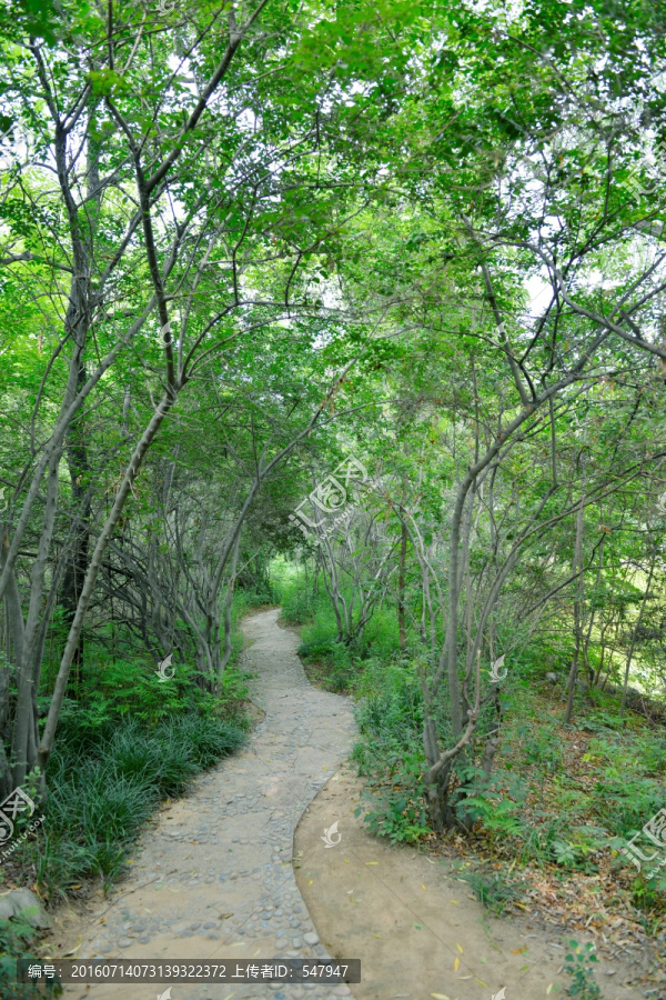 假山小路,园林道路