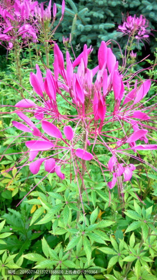 醉蝶花特写