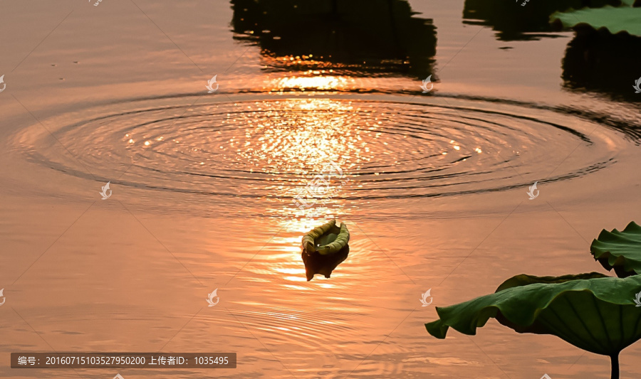 夕阳下的荷叶