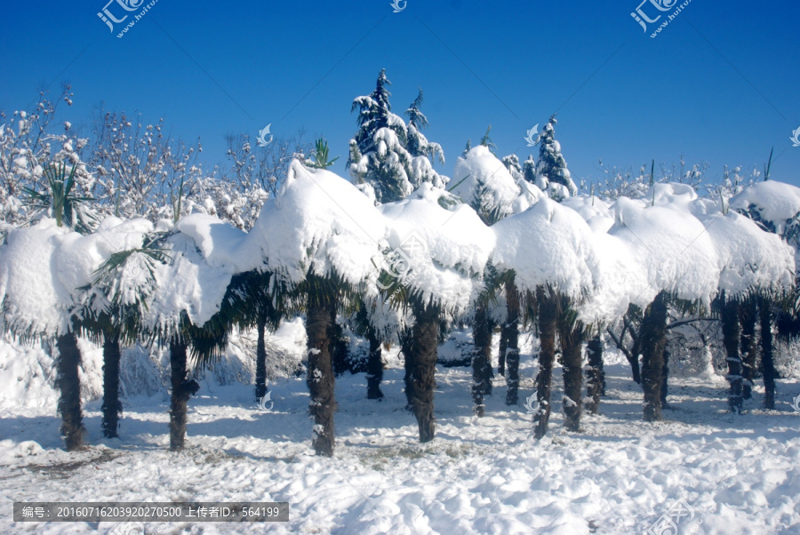 雪压棕榈树