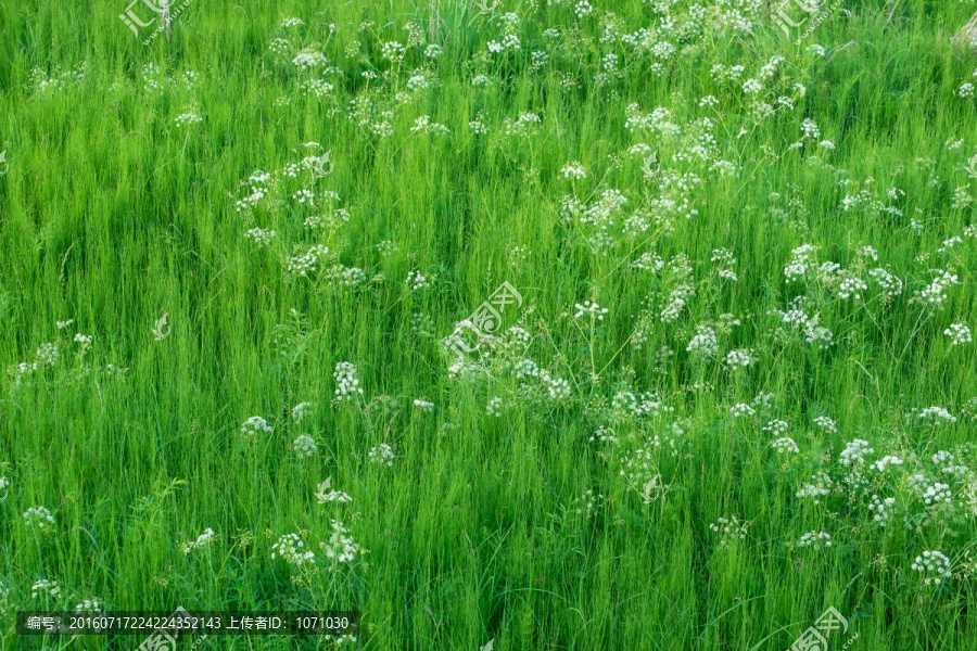 绿草与小白花