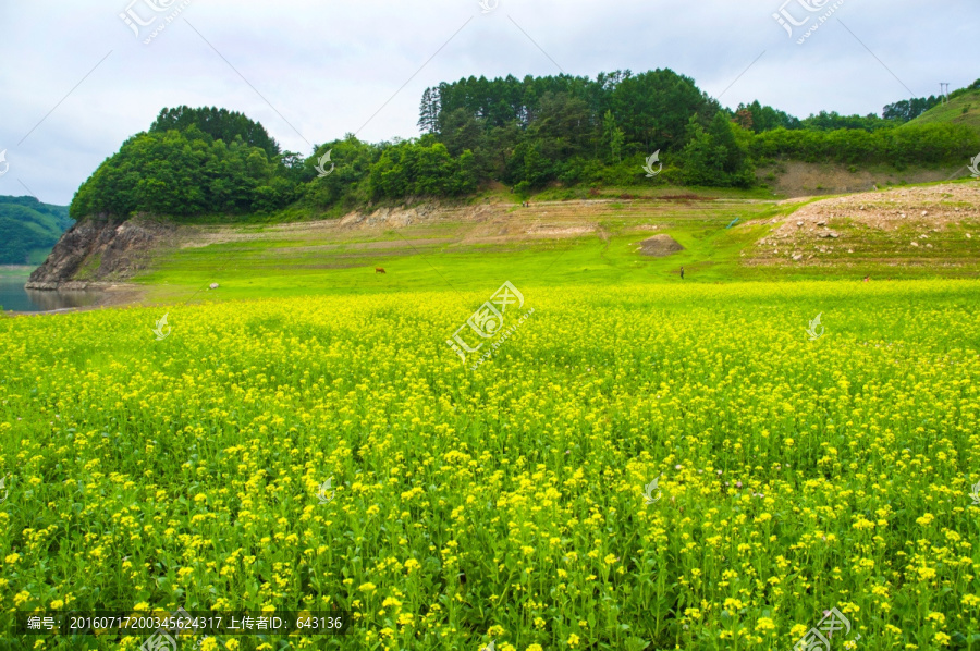 田园田野,绿江村