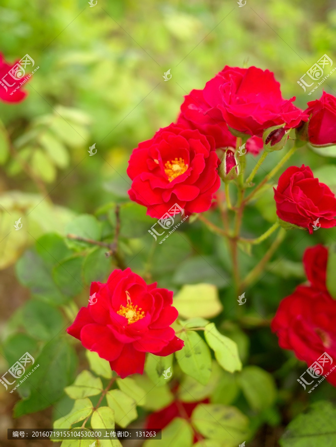 红玫瑰花卉竖版壁纸