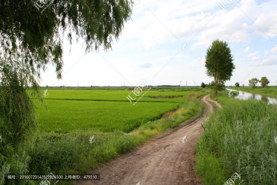 田间路,公路,道路,防风林,路