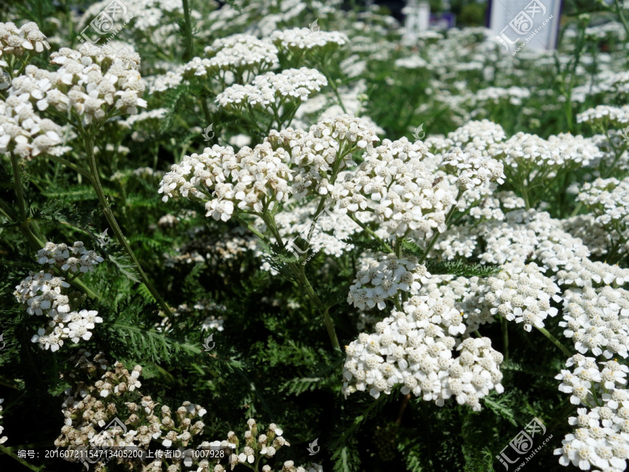 白色香花