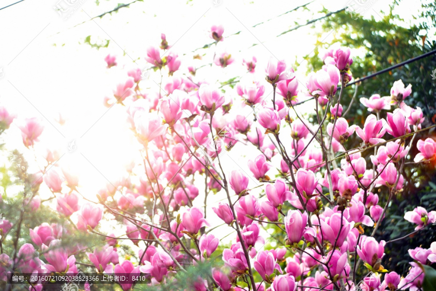 玉兰花特写