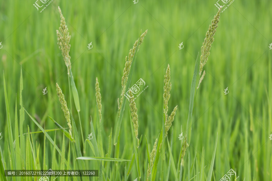 稗草,水稻野草