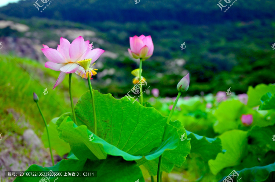 六月荷花,莲花,夏季荷花,莲蓬