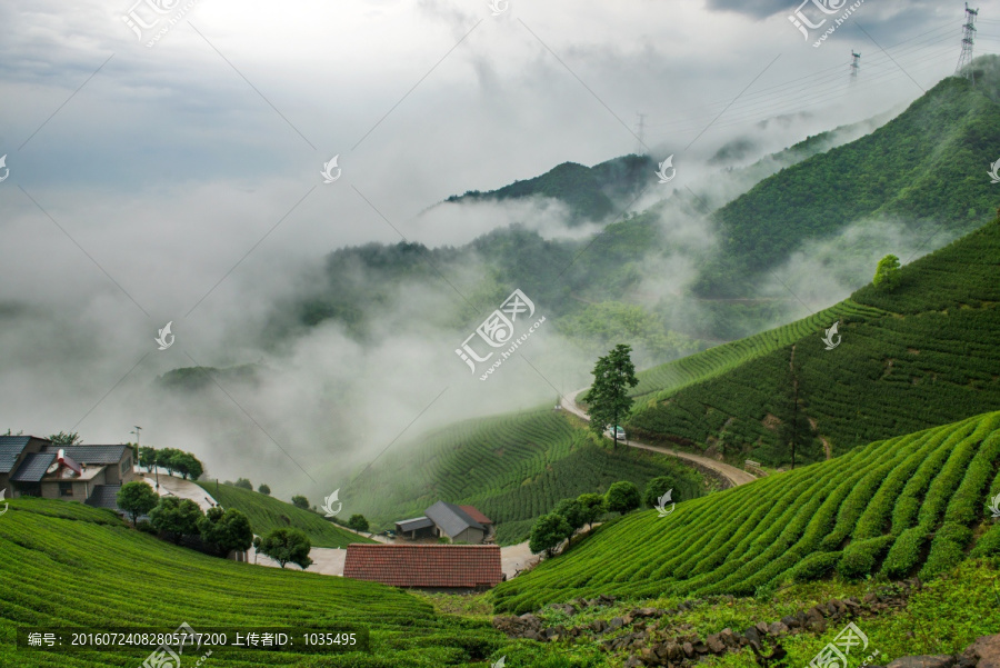 高山茶园