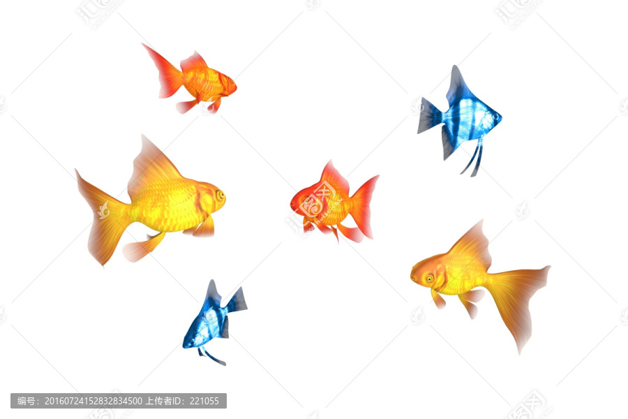 觀賞魚素材