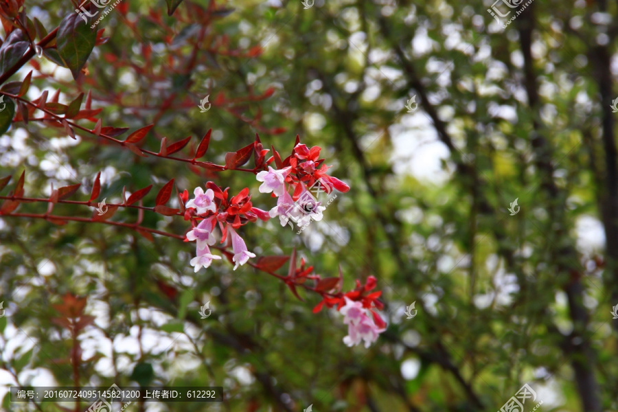 花草,蜜蜂