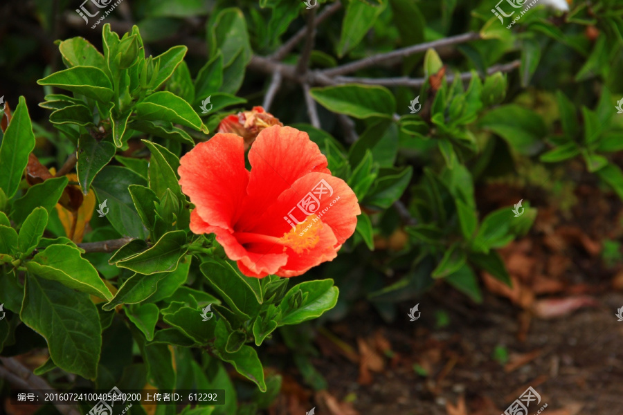 花卉,红花