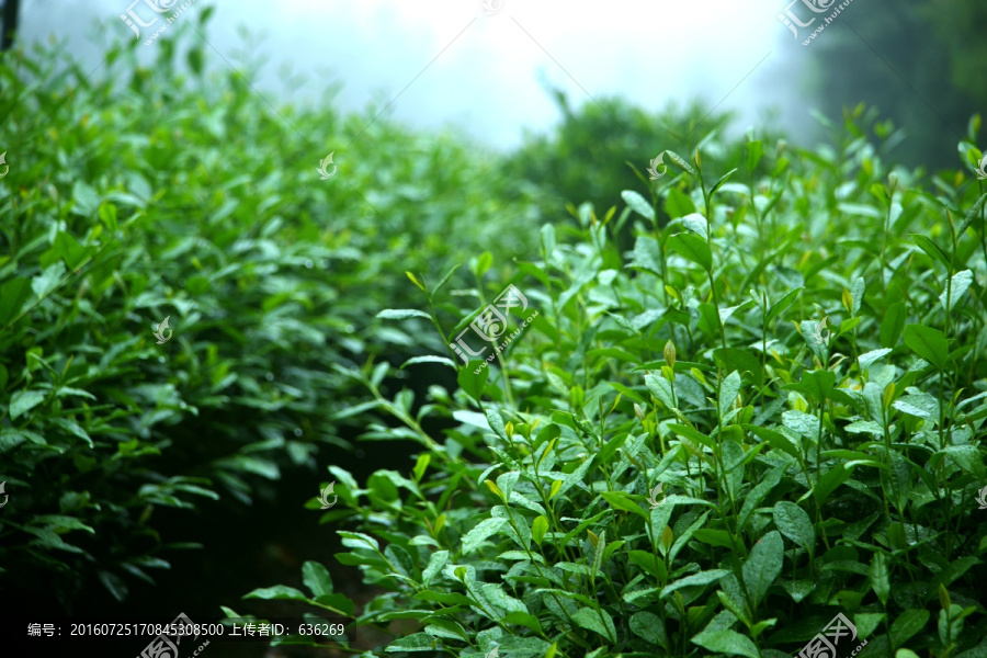 茶场,茶叶,种植,茶树,茶园