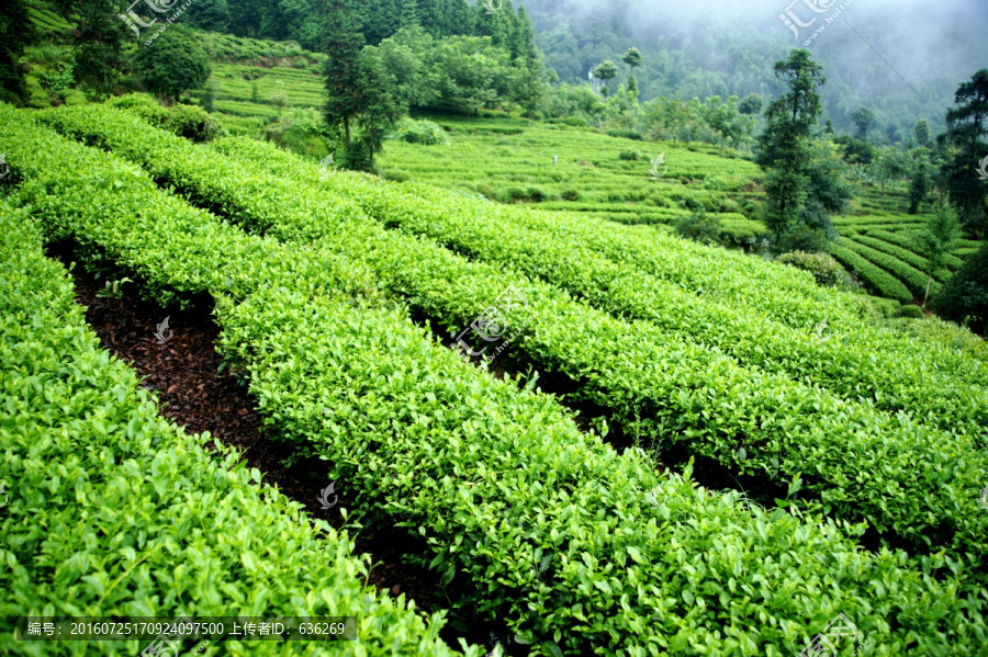 茶场,茶叶,种植,茶树,茶园