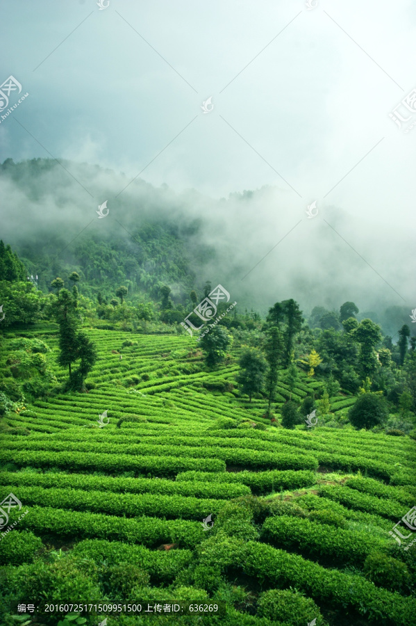 高山茶园,茶山,茶林