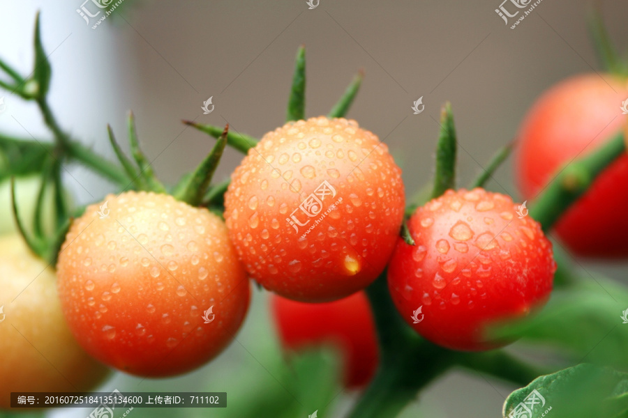 圣女果,西红柿,小番茄,成熟