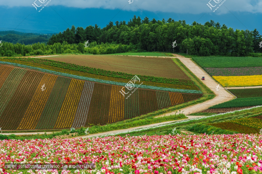 北海道美瑛四季彩之丘