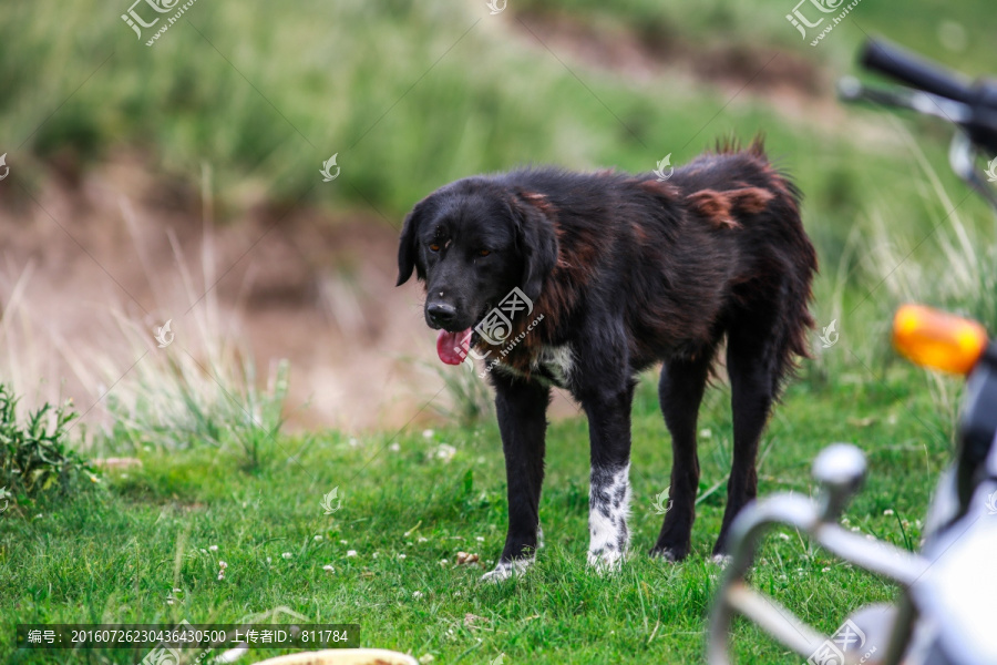 黑灰色牧羊犬