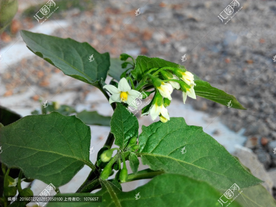 小黄花