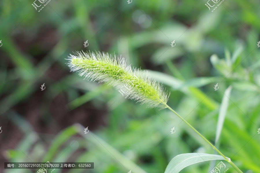 毛毛狗狗尾巴草