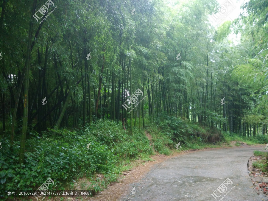 山路,竹林,毛竹,竹子,竹海