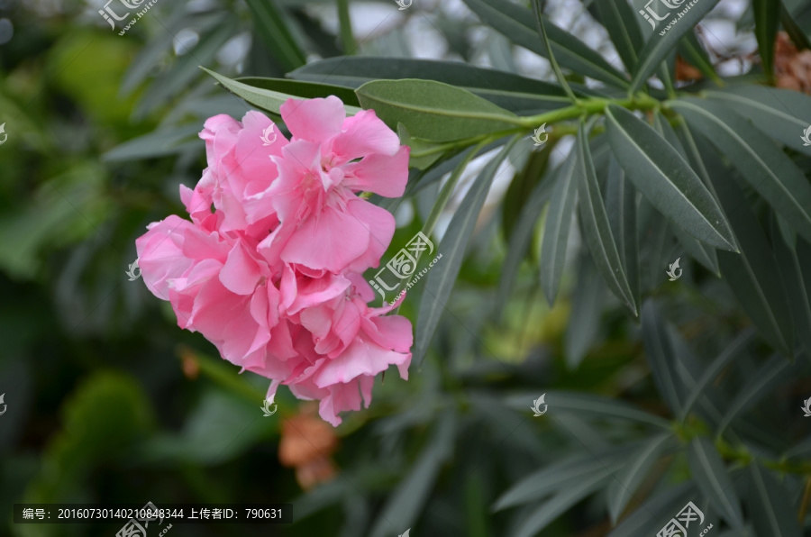 夹竹桃的花朵