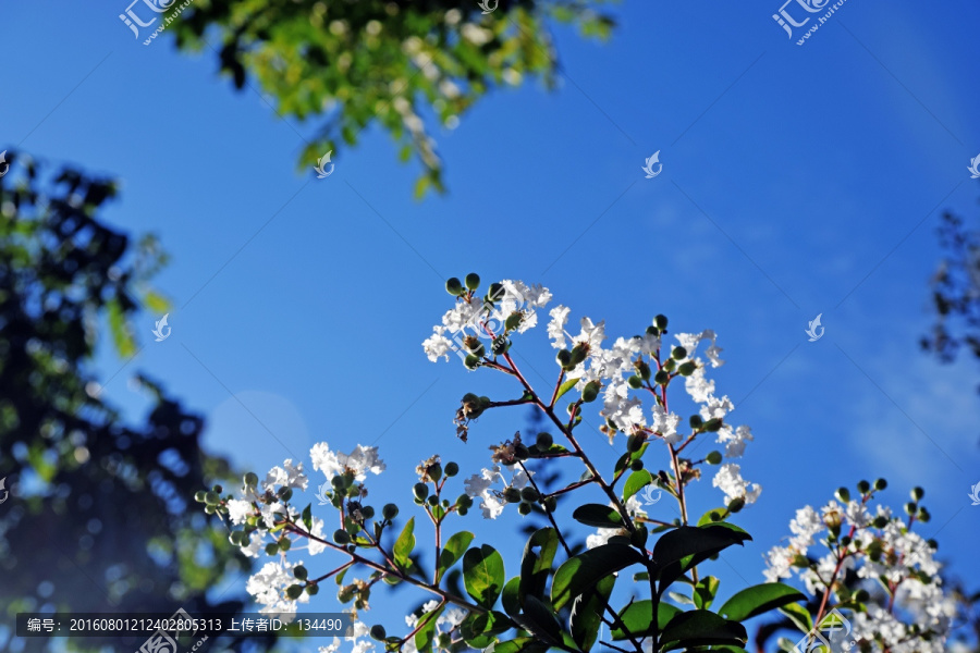 阳光下的花儿