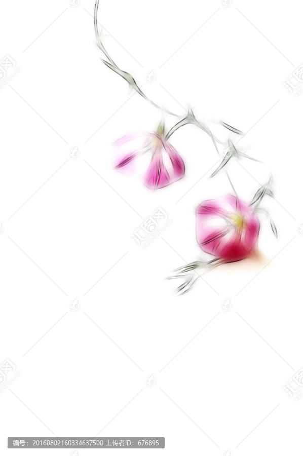 中國旋花素材