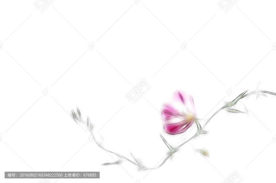 粉色旋花素材