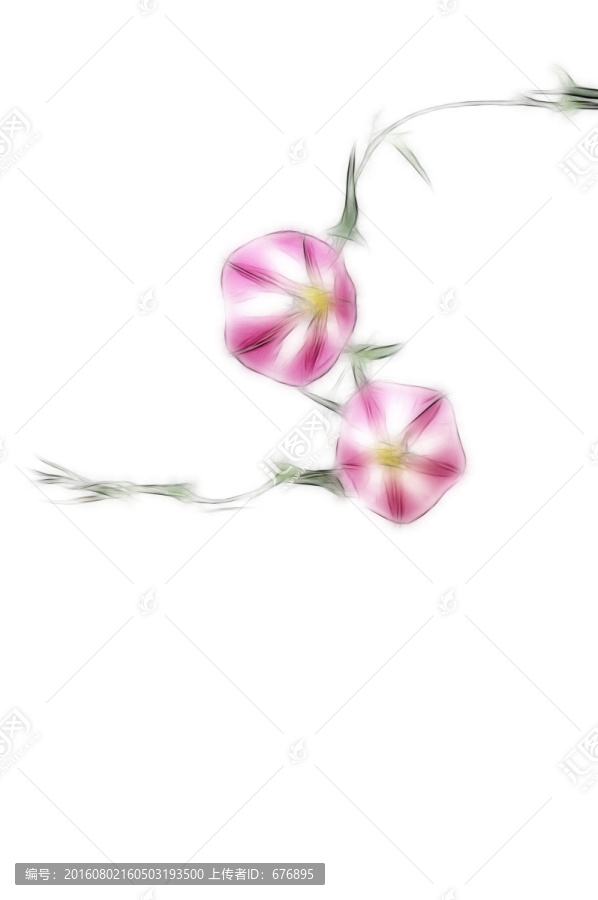 兩朵田旋花