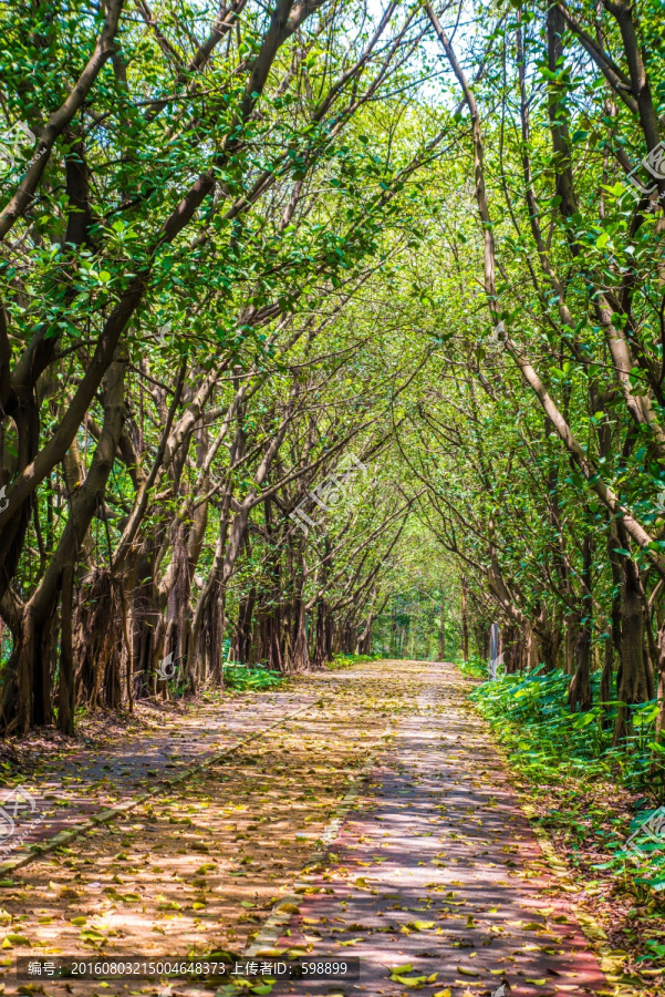 阳光森林小路