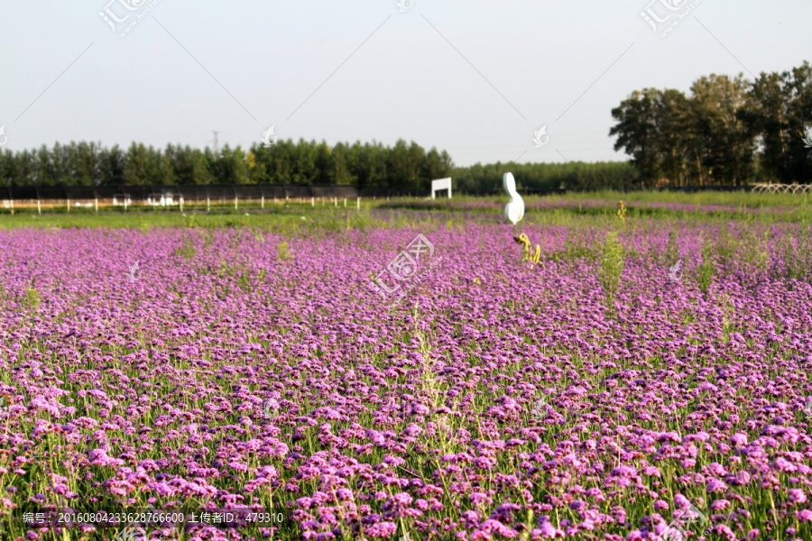 野花,山花,花海