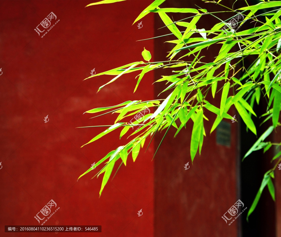 竹子,红墙