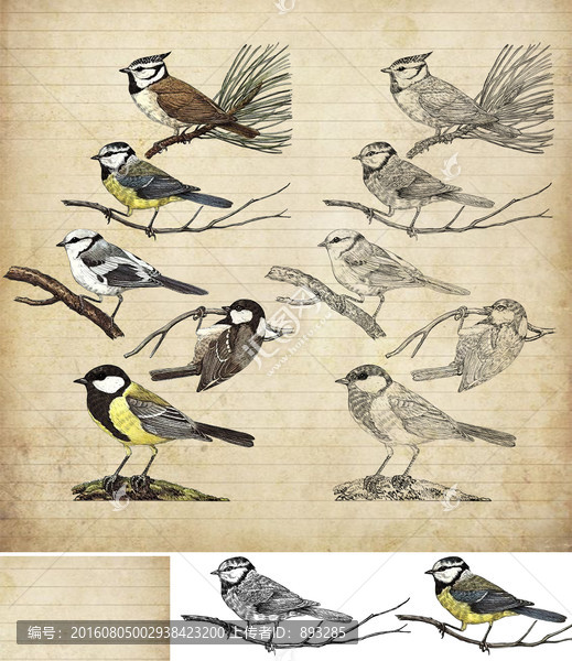鳥類