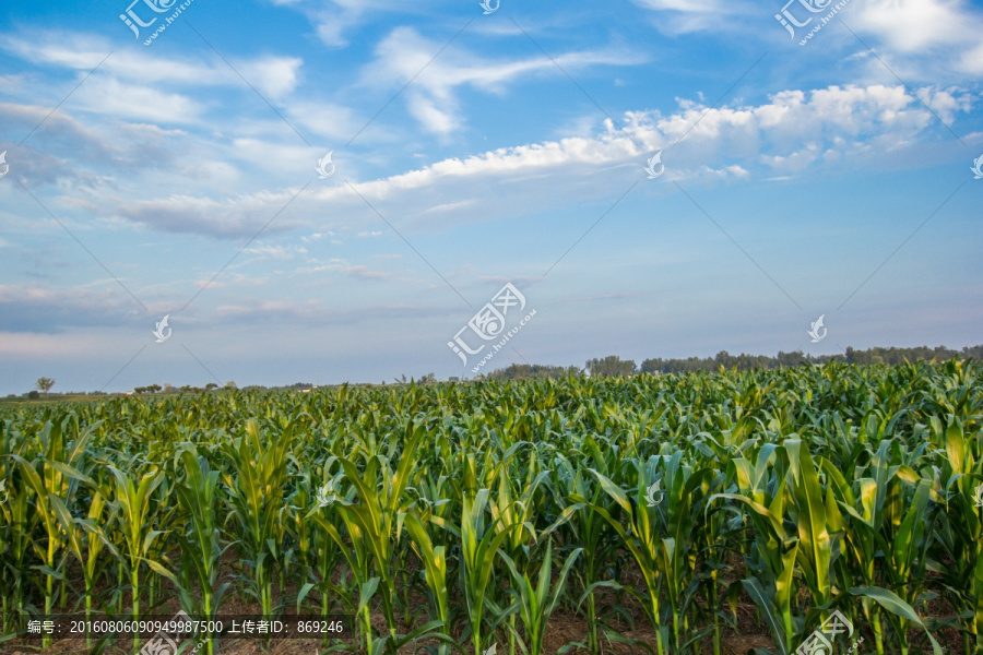 玉米地,田野风光