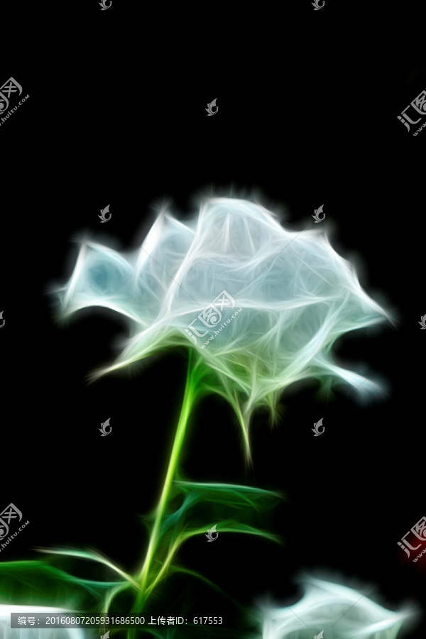 月季花