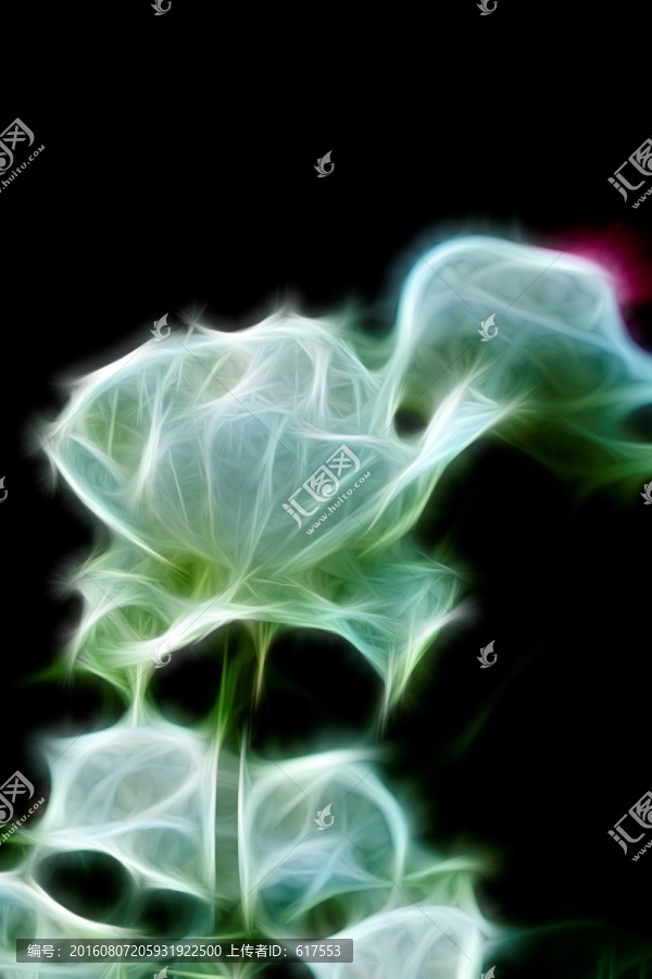 月季花