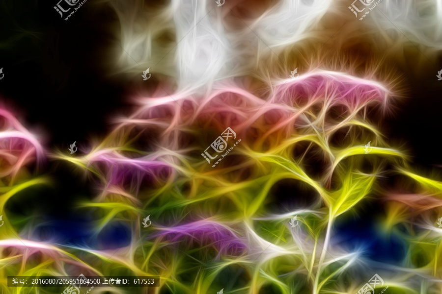 紫荊花開