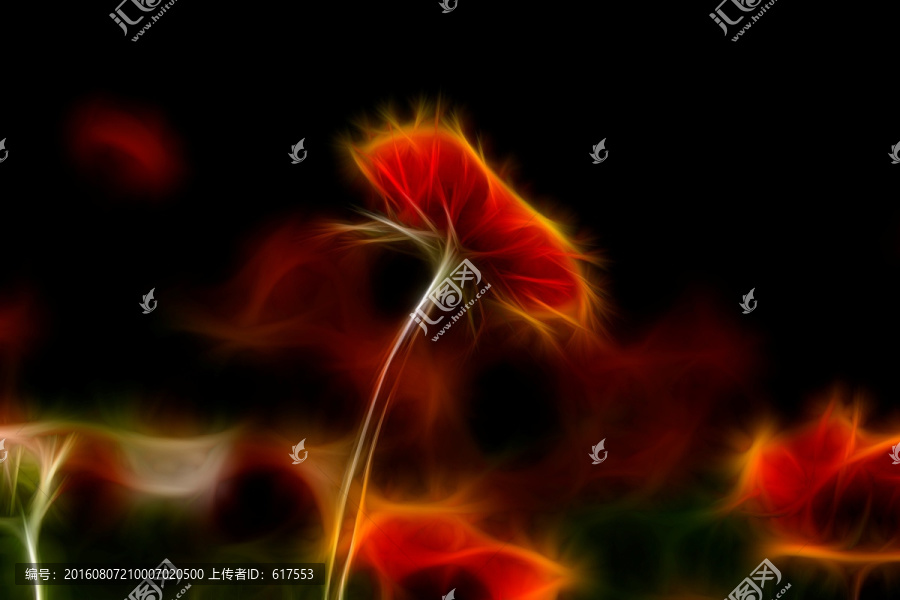 鄒菊花叢