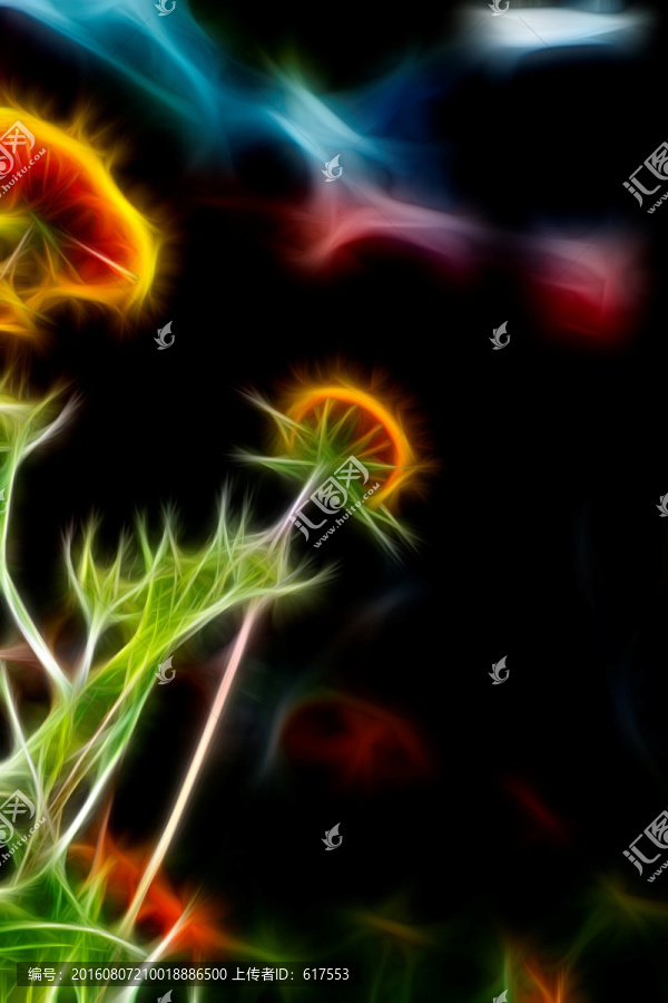 鄒菊花叢