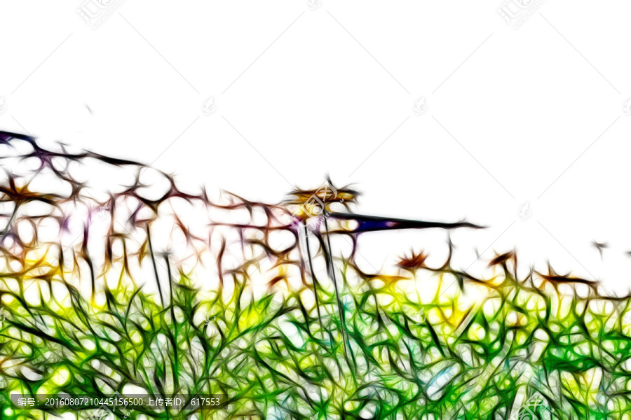 菊花叢