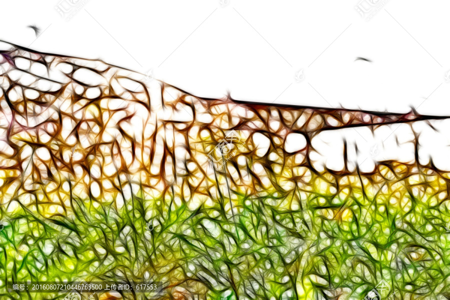 菊花叢