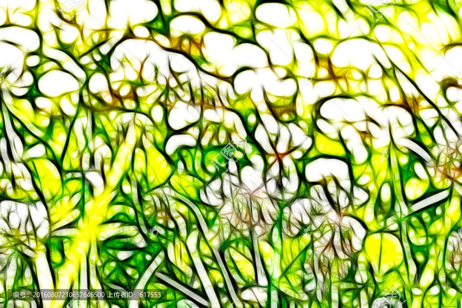 三葉草花叢