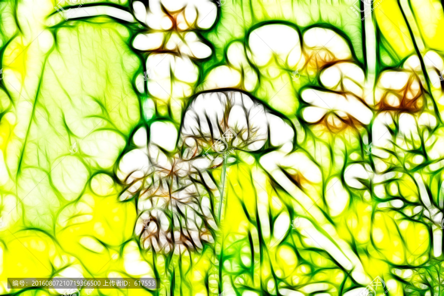 三葉草花叢