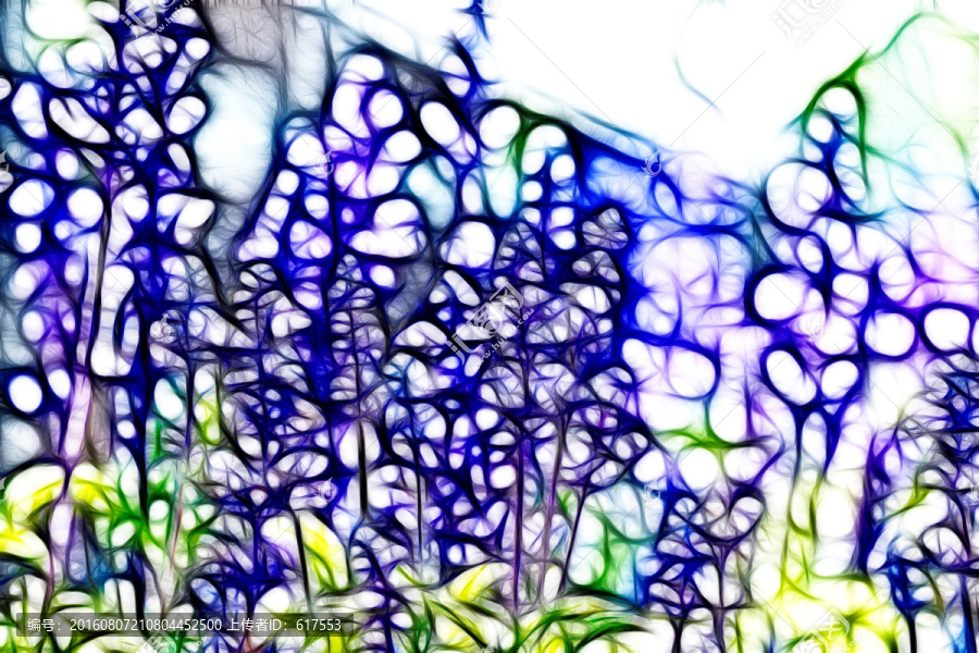 薰衣草花叢