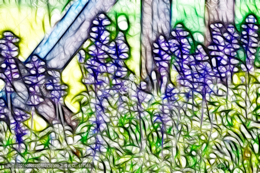 薰衣草花叢
