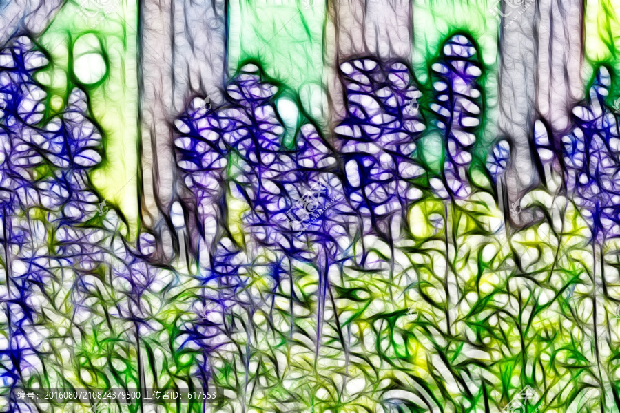 薰衣草花叢