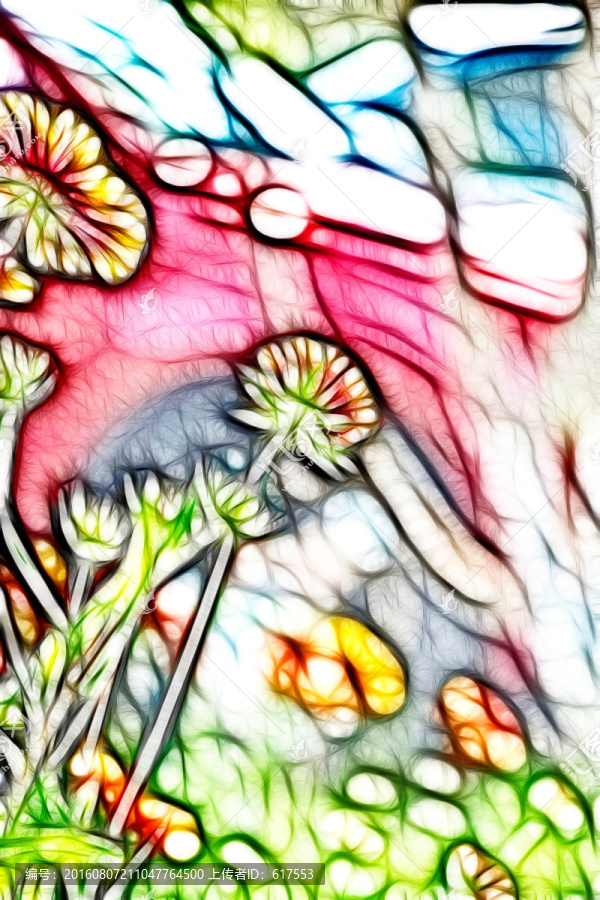 鄒菊花叢